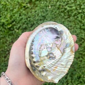 Iridescent Abalone Shell